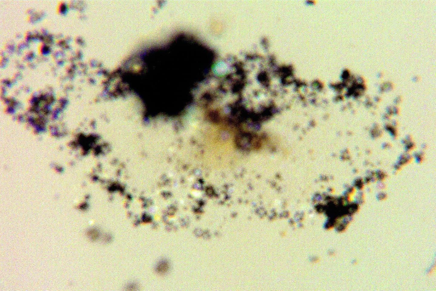 Image floue de cellule biologique avec zones sombres et claires